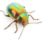 虹色の昆虫。