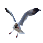 白い空間に飛ぶ一羽の渡り鳥