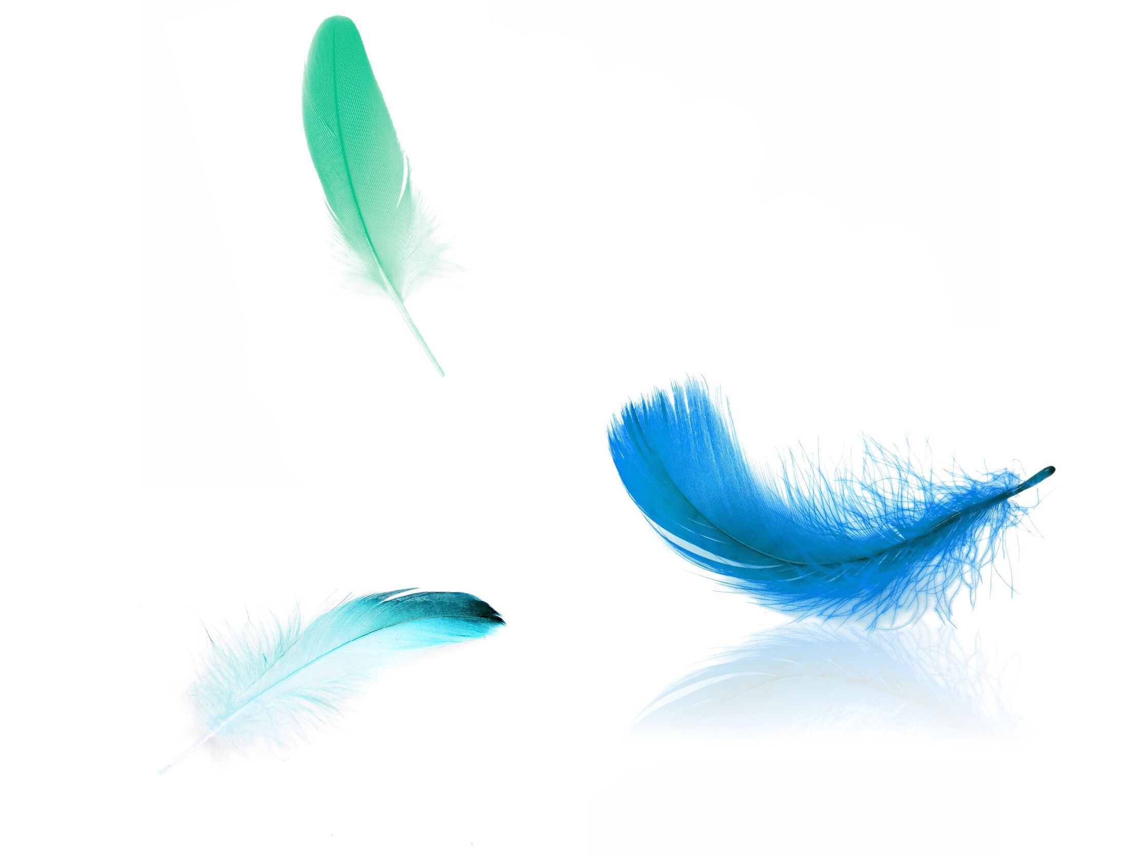 宙に舞う濃青色から緑色グラデーションの羽根