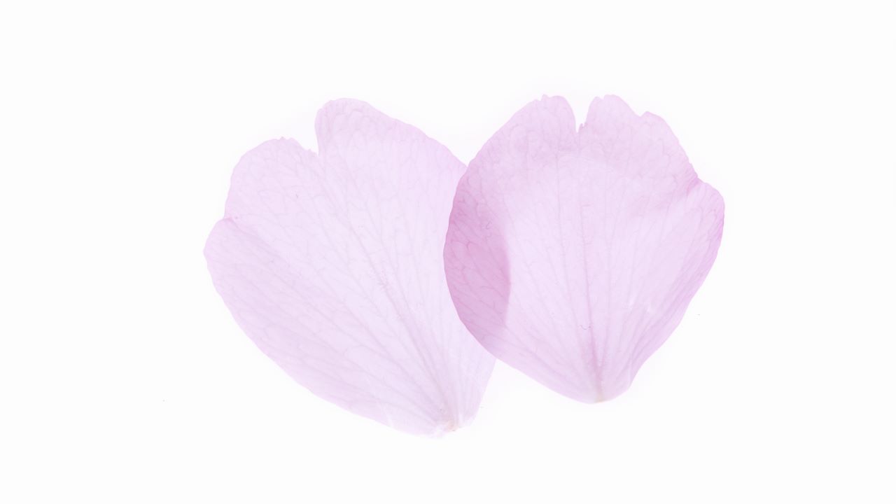 淡いピンク色のバラの花びら２枚