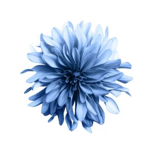 一枚一枚の花弁がそれぞれ特徴的なフォルムを見せる美しい造形のブルーの花。