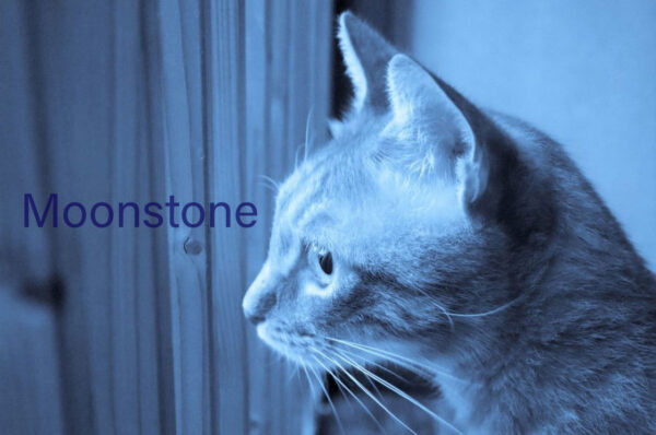 ムーンストーンと猫